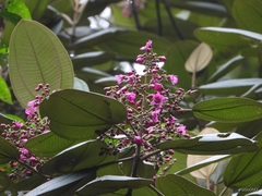 Meriania macrophylla