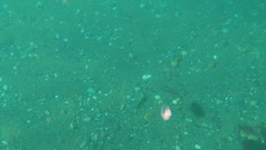 Gastropteron pacificum