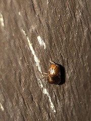 Clastoptera testacea