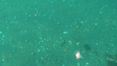 Gastropteron pacificum