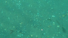 Gastropteron pacificum