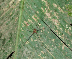 Ventrivomer ancyrophorus