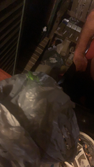 Pterophylla camellifolia