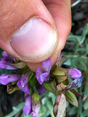Gentianella propinqua
