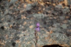 Thelymitra petrophila