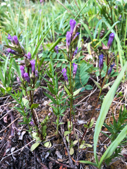 Gentianella propinqua