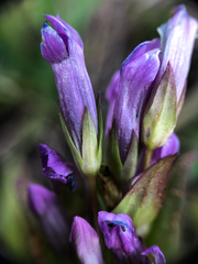 Gentianella propinqua