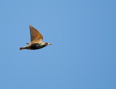 Sturnus vulgaris