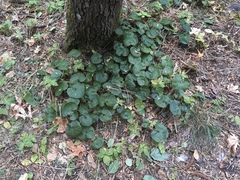Asarum