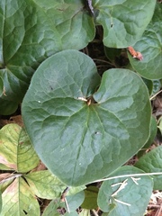 Asarum