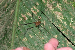 Ventrivomer ancyrophorus