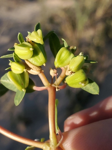 Image of Euphorbia carunculata by no rights reserved