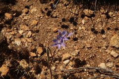 Thelymitra petrophila