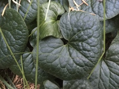 Asarum