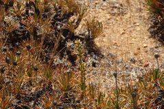 Prasophyllum gracile