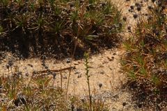 Prasophyllum gracile