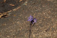 Thelymitra petrophila
