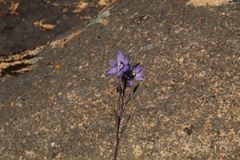 Thelymitra petrophila