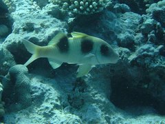 Parupeneus crassilabris