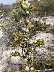 Leptospermum spinescens