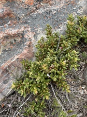 Morella kraussiana