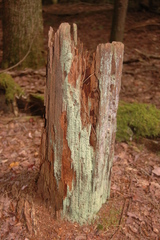 Cladonia incrassata
