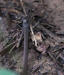 Mastigodryas alternatus