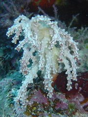 Chironephthya