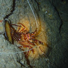 Panulirus longipes bispinosus