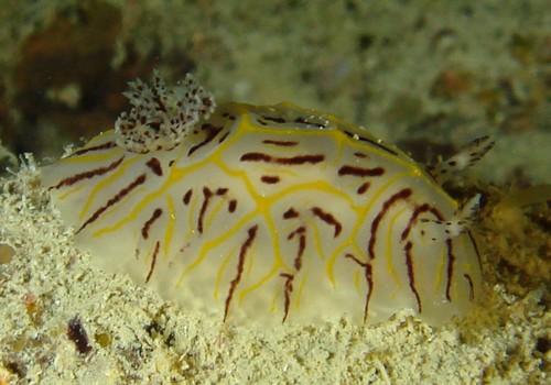 Halgerda johnsonorum observed 2007-08-15