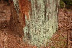 Cladonia incrassata