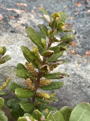 Morella kraussiana