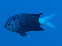 Chromis xanthura