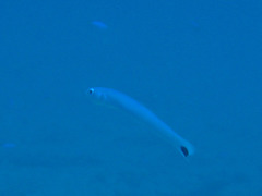 Ptereleotris heteroptera