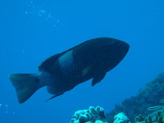 Gracila albomarginata