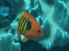 Centropyge loriculus