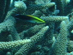 Labroides pectoralis