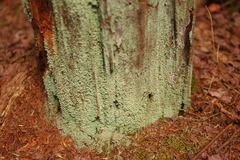 Cladonia incrassata