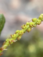 Morella kraussiana
