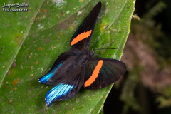 Ancyluris inca