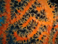 Astrogorgia dumbea
