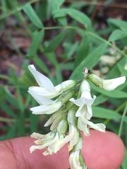Astragalus williamsii