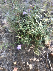 Hedeoma hyssopifolia