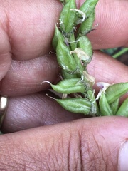 Astragalus williamsii