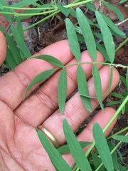 Astragalus williamsii