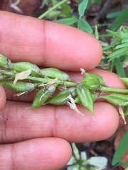 Astragalus williamsii
