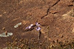 Thelymitra petrophila