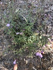 Hedeoma hyssopifolia