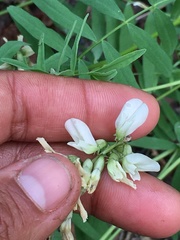 Astragalus williamsii