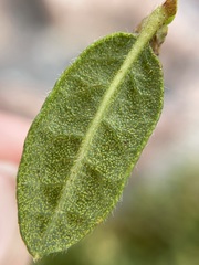 Morella kraussiana